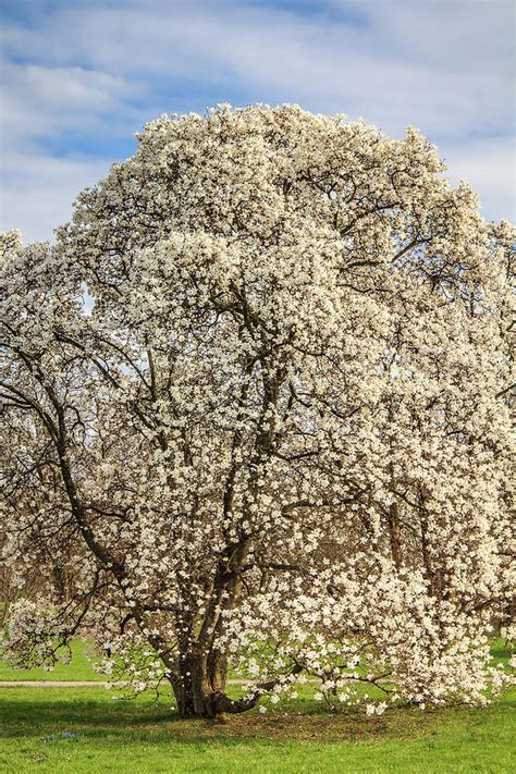 White Magnolia Tree in Full Bloom Photograph by Joni Eskridge - Fine Art America