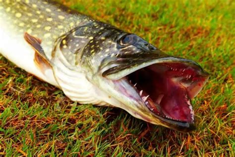 Pike Fishing River Tips - what makes a good fishing