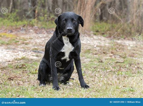 Border Collie Labrador Retriever Mixed Breed Dog Stock Photo - Image of ...