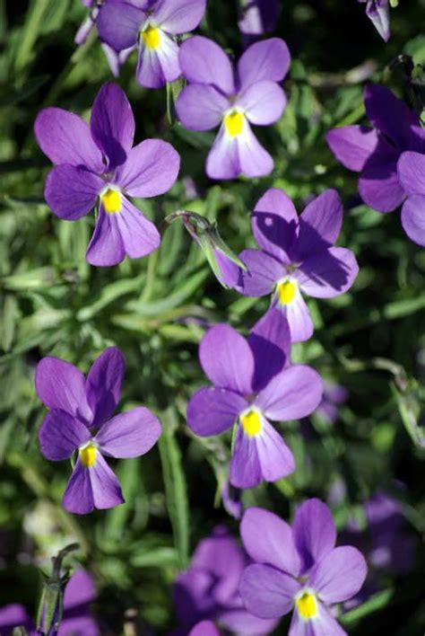 RHODE ISLAND State Flower - the wood violet - stunning color shades of purple, magenta, pink ...