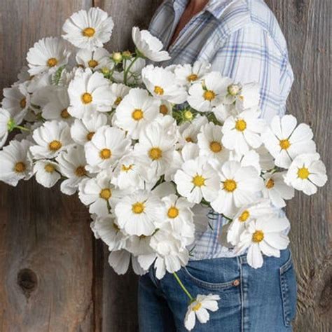 USA SELLER Afternoon White Cosmos 25 Seeds HEIRLOOM Cosmos - Etsy | White cosmo, Flower seeds ...