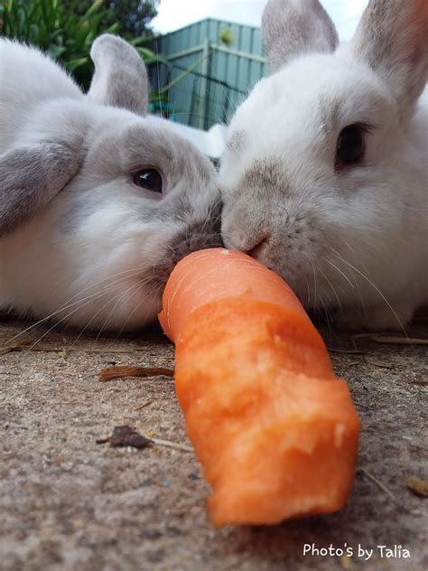 Two cute bunnies eating carrot photography | Bunny eating, Cute bunny, Eating carrots