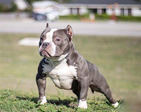 MINIATURE AMERICAN BULLY — Breeders Cup