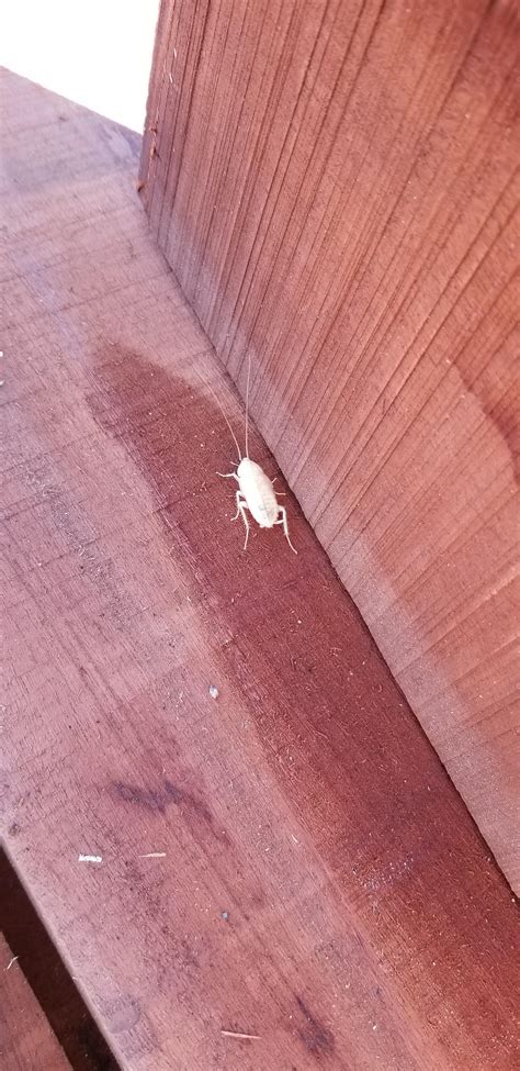 I've never seen an albino cockroach before. : r/pics