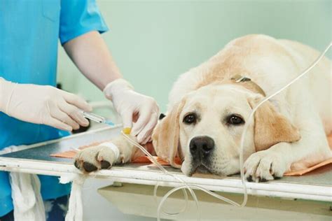 What Every Dog Owner Should Know About Kidney Disease in Dogs - Canine Campus Dog Daycare & Boarding