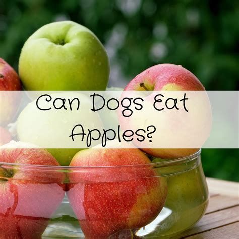 Can Dogs Eat Apples? - Pawsome Recipes