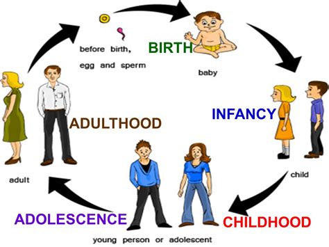 Infant To Adulthood Stages