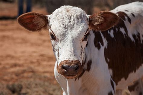 Nguni Cattle Stock Photos, Pictures & Royalty-Free Images - iStock