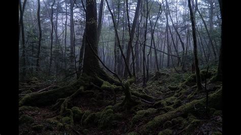 EXPLORING Suicide Forest Aokigahara, Japan ( 青木ヶ原 ) - YouTube