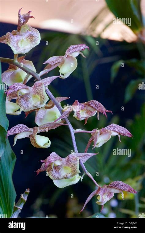 Catasetum fimbriatum hi-res stock photography and images - Alamy