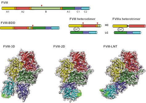 Domain organization of factor VIII. Factor VIII (FVIII) is a six-domain... | Download Scientific ...