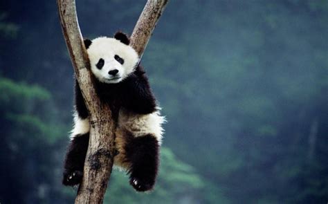 Download Beautiful Panda Sitting On Tree Wallpaper | Wallpapers.com