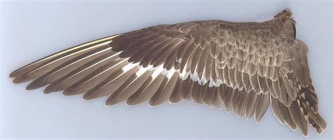 feathers - Google Search | WINGS | Pinterest | Feathers, Biology and ...