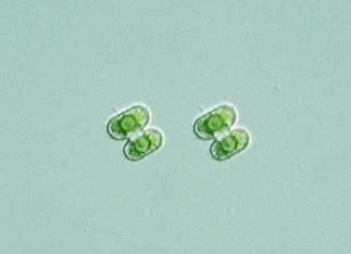 Protist Images: Cosmarium bioculatum