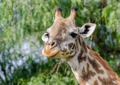 What Sound Does a Giraffe Make? Guide: 6 Giraffe Noises | Storyteller Travel