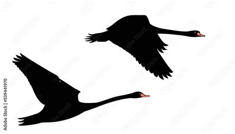 Silhouette of a black swan flying in the sky. swan flat design vector illustration Stock ...