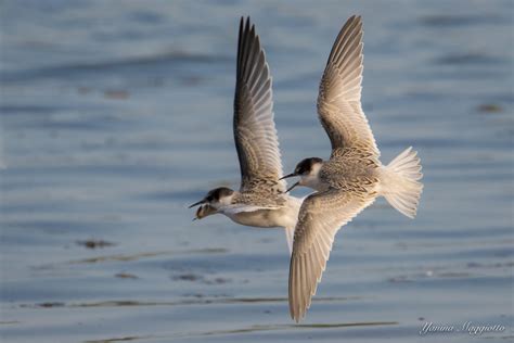 Separation of 1cy Little and Least Terns and the first Least Tern for ...