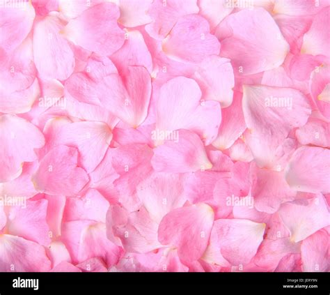 Pink rose petals falling hi-res stock photography and images - Alamy