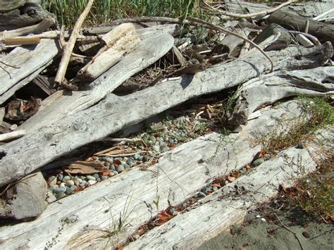 Reading the Washington Landscape: Northern Alligator Lizard Habitat at ...