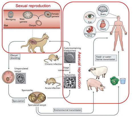 Life cycle of T. gondii. Sexual and asexual reproduction of Toxoplasma... | Download Scientific ...