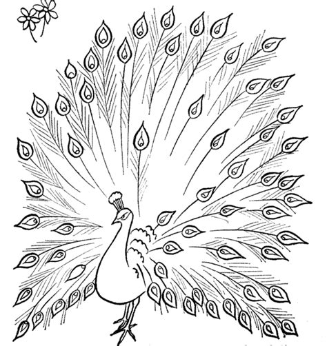 peacock open tail drawing | peacocks colouring pages (page 2) | Peacock ...