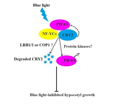 photomorphogenesis, to contribute to moderate hypocotyl growth under ...