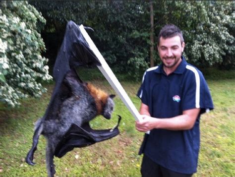 Giant Monster Bat Slain in Australia