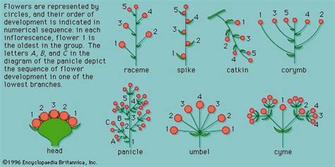 Inflorescence | plant anatomy | Plants, Plant science, Flower structure