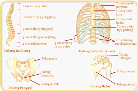 RANGKA MANUSIA DAN FUNGSINYA (Cara Belajar SD Mangkura) - SDN Mangkura 2 untuk semua