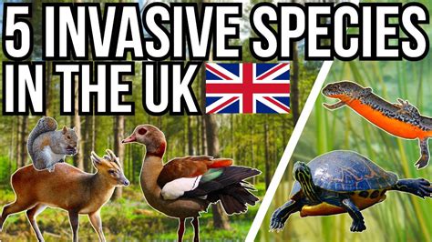 5 Invasive And Introduced Species In The UK - YouTube