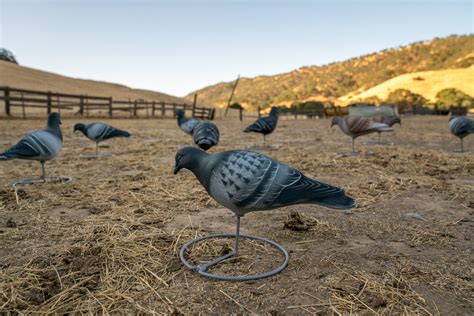 Pro Series Pigeon Decoys (6 Upright , 6 Feeders) – Tanglefree Shop