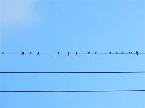 Many birds on power lines stock image. Image of animal - 262790347