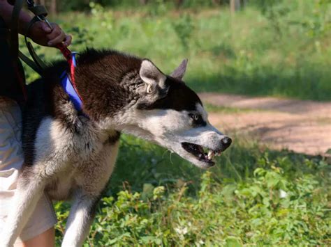 Husky Barking : 9 Creative Ways To Stop Husky Barking