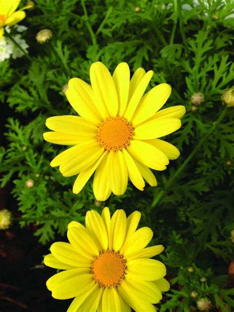 Argyranthemum frutescens Beauty Yellow | Quality Cuttings