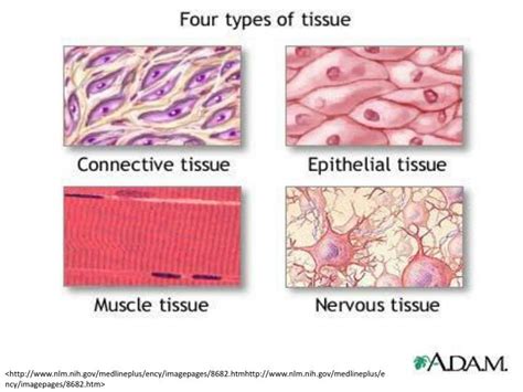 4 Types Of Tissue In The Human Body Worksheet