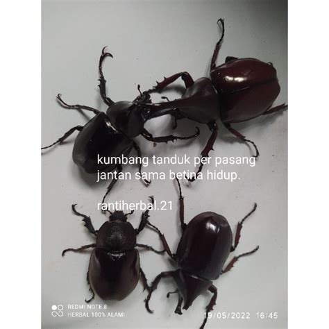 Jual kumbang tanduk atau bambung tanduk per pasang betina sama jantan hidup | Shopee Indonesia