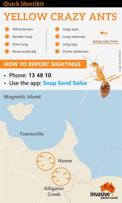 Community urged to join fight against yellow crazy ants in Nome