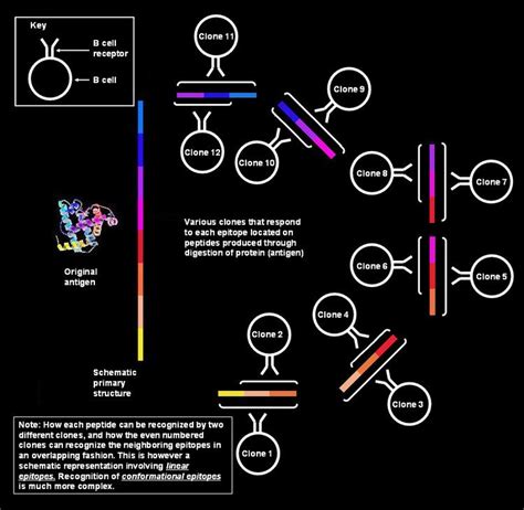 Linear epitope - Alchetron, The Free Social Encyclopedia