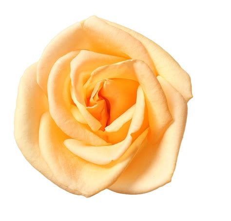 Premium Photo | Beige rose on white background