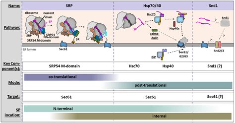 IJMS | Free Full-Text | Take Me Home, Protein Roads: Structural ...