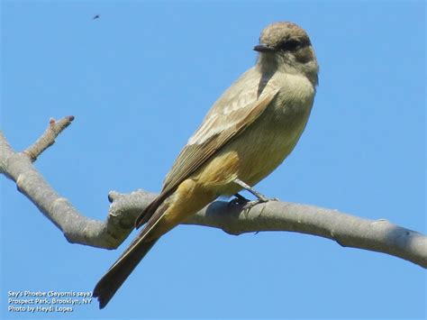 The City Birder: Brooklyn's Latest Rare Bird