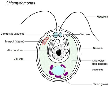 the structure of an animal's cell, labeled in two different sections and labeled below