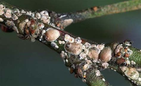 Armored Scales of Kiwifruit | Scale insects, Kiwi fruit, Double sided ...