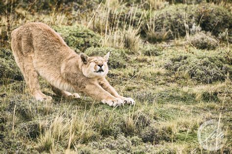 Puma - Torres del Paine National Park, Chile | Cascadas, Animales