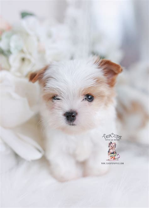 Biewer Terrier Puppy #112 | Teacup Puppies & Boutique