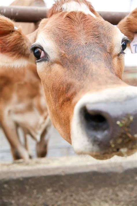 Why Organic Matters & the Stonyfield Organic Farm Tour in Vermont • Fit ...