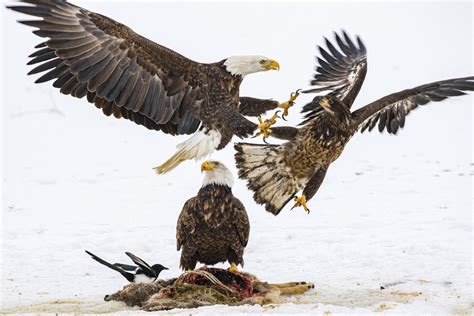 Eagles - Far Apart Website Diaporama