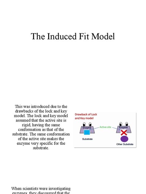 The Induced Fit Model | PDF