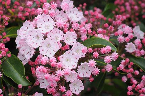 How to Grow Mountain Laurel (Kalmia latifolia) | Gardener’s Path