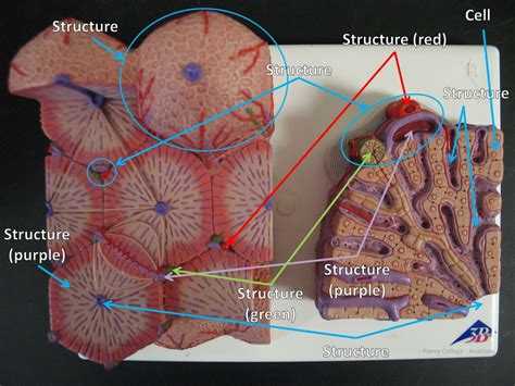 Liver Lobule Diagram